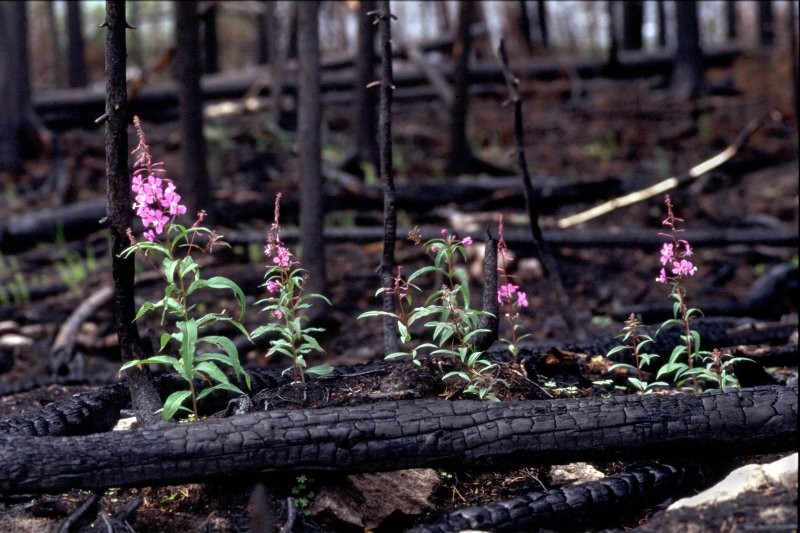 Lac la Loche - Methye Portage Historic Trail 